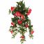 MORNING GLORY BUSH 60CM BEAUTY