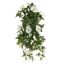 MORNING GLORY BUSH 60CM CREAM