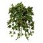 BUSH X 8 W/116LVS 30CM HOLLAND