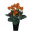 CYCLAMEN BUSH LARGE SALMON