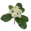 PRIMELA BUSH W/9LVS 19CM CREAM