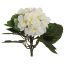 AFRICAN VIOLET BUSH 18CM CREAM