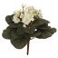 SAINTPAULIA BUSH 22CM CREAM