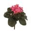 SAINTPAULIA BUSH 22CM PINK