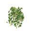 MINI IVY BUSH W/231 LVS 40CM HOLLAND IVY