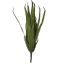 LARGE ALOE 50CM GREEN