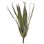 LARGE ALOE 50CM YELLOW GREEN