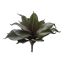 MEDIUM ECHEVERIA 34CM GREEN