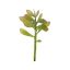 SMALL CRASSULA PICK 14CM GREEN