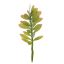 MEDIUM CRASSULA PICK 21CM GREEN