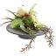 GERBERA LILY ON DISC POT 15CM GREEN