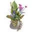 CLEMATIS PEONY IN POT 42CM BLUE