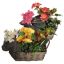 PLANT ARR IN BASKET 22X28CM ASSORTED