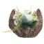 ARR IN BOAT SHAPE PLANTER 28X26X17CM CREAM