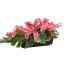 ORCHID LILY ARR IN PLASTIC POT 50X20X20CM BEAUTY