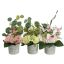 ROSE ORCHID ARR IN POT D15X30CM ASSORTED