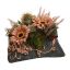 GERBERA THISTLE ARR 15X23X20CM BROWN