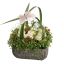 BUXUS RANUNCULUS ARR IN SQUARE PLANTER 23X23X33CM CREAM