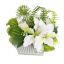 BAUHINIA ALLIUM ARR ON SQUARE POT 20X20X18CM WHITE