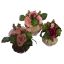 ROSE AGAVE IN VASE 20CM ASSORTED