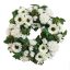 GERBERA MINI MUM ARR IN WREATH DIA 40X12CM CREAM