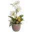 GERBERA/FRUIT ARRANGEMENT IN POT CREAM