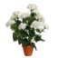 GERANIUM IN PLASTIC POT 48CM CREAM