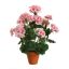 GERANIUM IN PLASTIC POT 48CM PINK