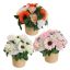 ORCHID GERBERA ARR IN ROUND POT D25X22CM ASSORTED
