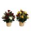 ROSE CAMELIA ARR IN ROUND PLASTIC POT D28X35CM ASSORTED