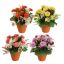 ORCHID BELLIS ARR IN PLASTIC POT D22X26CM ASSORTED