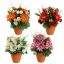 GERBERA MINI FLOWER ARR IN PLSTAIC POT D22X26CM ASSORTED