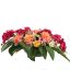 ROSE ORCHID ARR IN PLASTIC POT 60X30X22CM BEAUTY
