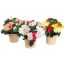 ARR IN ROUND POT D25X28CM ASSORTED