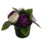 RANUNCULUS ARR IN PLASTIC ROUND POT D18X16CM PURPLE LAVENDER