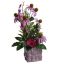 RUDBECKIA/GERBERA ARRANGEMENT IN POT LAVENDER