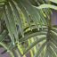 ARECA PALM TREE 135CM GREEN