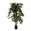 COFFEE TREE 120CM GREEN