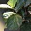 FIDDLE LEAF TREE 225CM GREEN