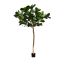 FIDDLE LEAF TREE 300CM GREEN