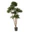 ELM TREE 150CM GREEN
