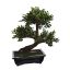 ELM BONSAI TREE 52CM GREEN