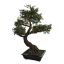 ELM BONSAI TREE 93CM GREEN
