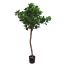 CLUSIA TREE 145CM GREEN
