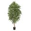 FICUS FOLIA A-TREE 210CM WHITE GREEN