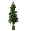 SWEET LINK TREE 110CM GREEN