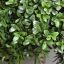 BOXWOOD BALL 51CM GREEN