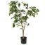 FICUS TREE IN POT 84CM GREEN