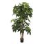 SCHEFFLERA TREE 175CM GREEN