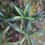 PODOCARPUS TREE X7 145CM GREEN
